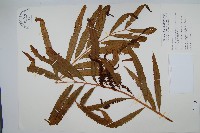 藏品(粗齒革葉紫萁)的圖片