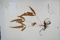 藏品(粗齒革葉紫萁)的圖片