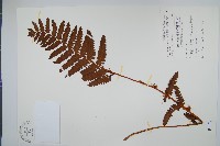 藏品(絨假紫萁、台灣絨假紫萁)的圖片