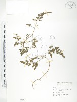 藏品(海金沙)的圖片