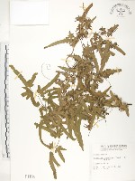 藏品(海金沙)的圖片