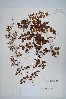 藏品(小葉海金沙)的圖片