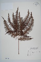 藏品(芒萁)的圖片