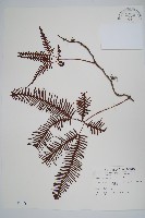 藏品(芒萁)的圖片