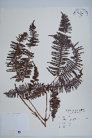 藏品(芒萁)的圖片