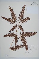 藏品(芒萁)的圖片