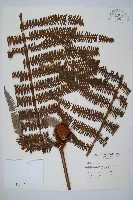 藏品(中華裡白)的圖片