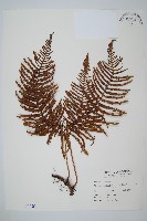 藏品(裡白)的圖片