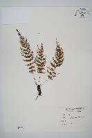 藏品(毛桿蕨)的圖片