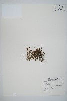 藏品(團扇蕨)的圖片