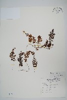 藏品(華東膜蕨)的圖片