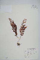 藏品(蕗蕨)的圖片