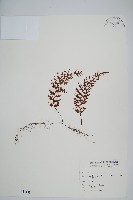 藏品(蕗蕨)的圖片