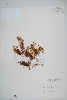 藏品(細葉蕗蕨)的圖片