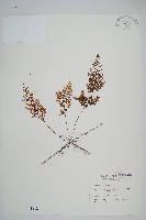 藏品(細葉蕗蕨)的圖片