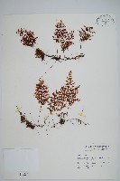 藏品(細葉蕗蕨)的圖片