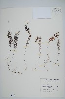 藏品(細葉蕗蕨)的圖片