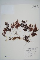 藏品(細葉蕗蕨)的圖片