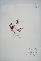 藏品(細葉蕗蕨)的圖片