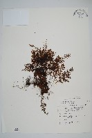 藏品(細葉蕗蕨)的圖片