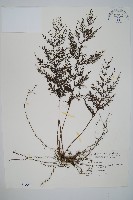 藏品(球桿毛蕨)的圖片