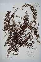 藏品(瓶蕨)的圖片