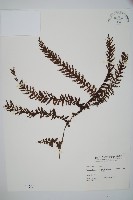 藏品(瓶蕨)的圖片