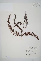 藏品(瓶蕨)的圖片