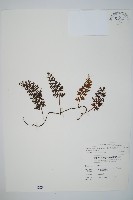 藏品(南海瓶蕨)的圖片