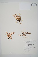 藏品(熱帶瓶蕨)的圖片