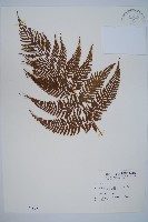 藏品(金狗毛蕨)的圖片