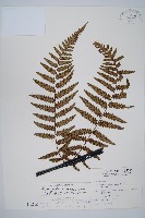 藏品(台灣黑桫欏)的圖片