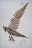 藏品(台灣黑桫欏)的圖片