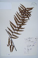 藏品(台灣黑桫欏)的圖片