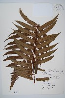 藏品(黑桫蕨)的圖片