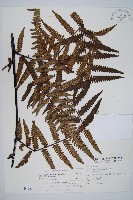 藏品(台灣黑桫欏)的圖片