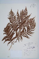 藏品(筆筒樹)的圖片