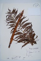 藏品(筆筒樹)的圖片