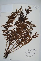 藏品(耳形瘤足蕨)的圖片