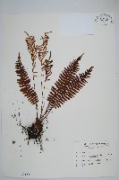 藏品(耳形瘤足蕨)的圖片