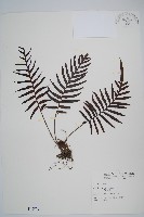 藏品(烏毛蕨)的圖片
