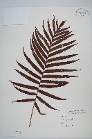 藏品(烏毛蕨)的圖片