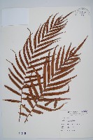 藏品(烏毛蕨)的圖片