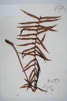 藏品(蘇鐵蕨)的圖片