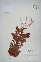 藏品(連珠蕨)的圖片