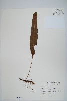 藏品(恩氏茀蕨)的圖片