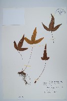 藏品(三葉茀蕨)的圖片