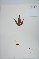 藏品(三葉茀蕨)的圖片