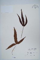 藏品(三葉茀蕨)的圖片