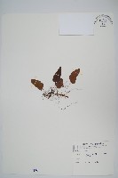 藏品(三葉茀蕨)的圖片